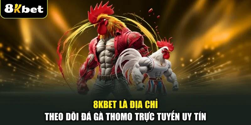 8KBET là địa chỉ theo dõi đá gà Thomo trực tuyến uy tín
