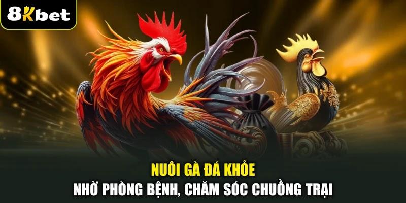 Nuôi gà đá khỏe nhờ phòng bệnh, chăm sóc chuồng trại